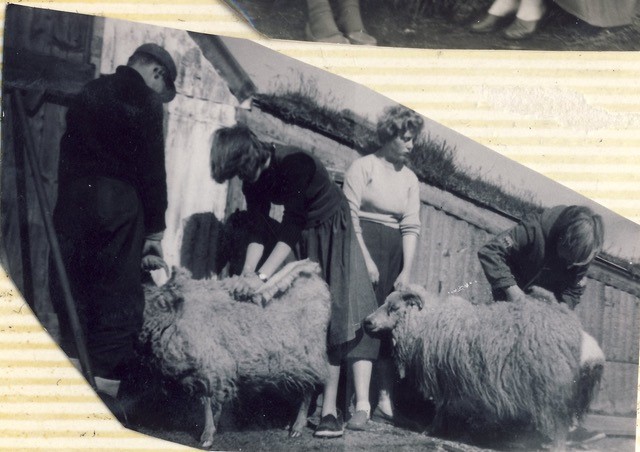 Shearing sheep in the late 1950s in Iceland